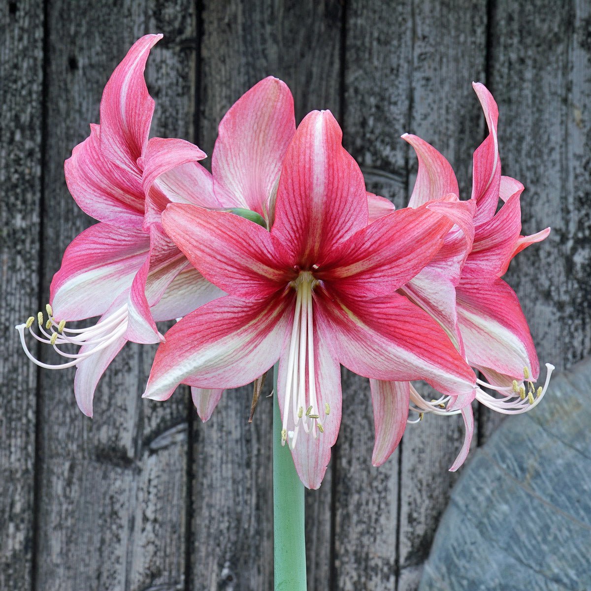 Amaryllis Pink Amazone - meerkleurige amaryllis - Fluwel