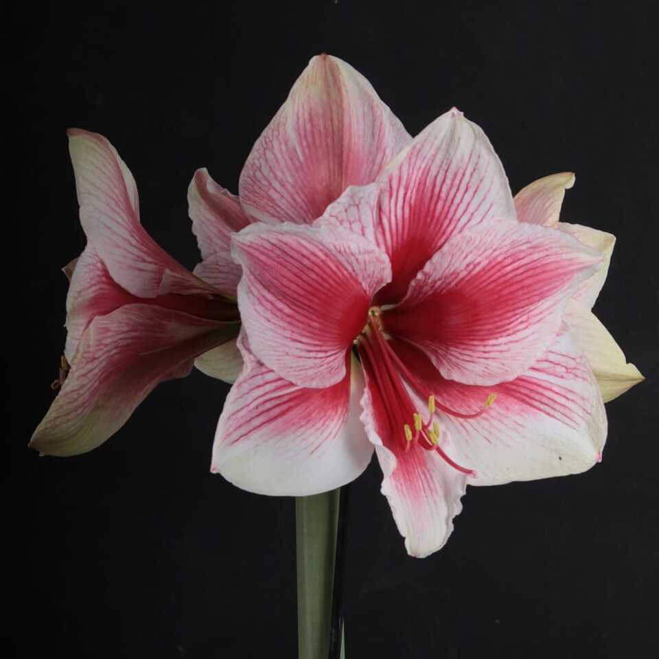 Amaryllis Pink Beauty - meerkleurige amaryllis - Fluwel
