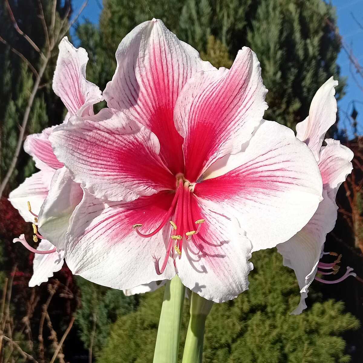 Amaryllis Pink Beauty - meerkleurige amaryllis - Fluwel