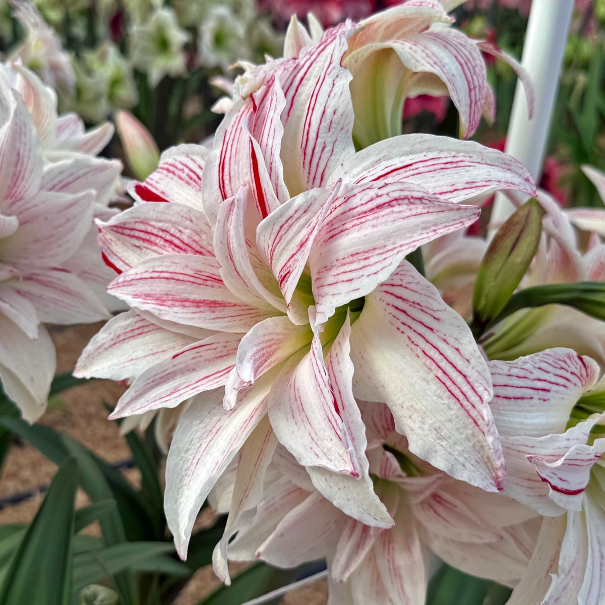 Amaryllis Pretty Amadeus - meerkleurige amaryllis - Fluwel