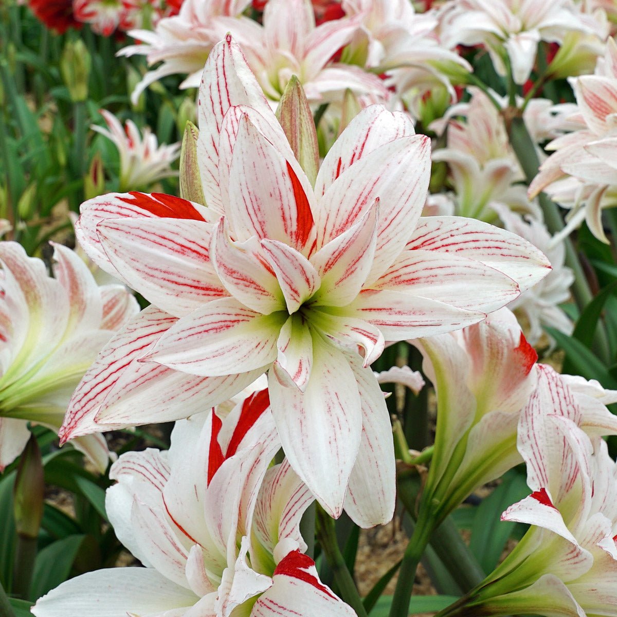 Amaryllis Pretty Amadeus - meerkleurige amaryllis - Fluwel