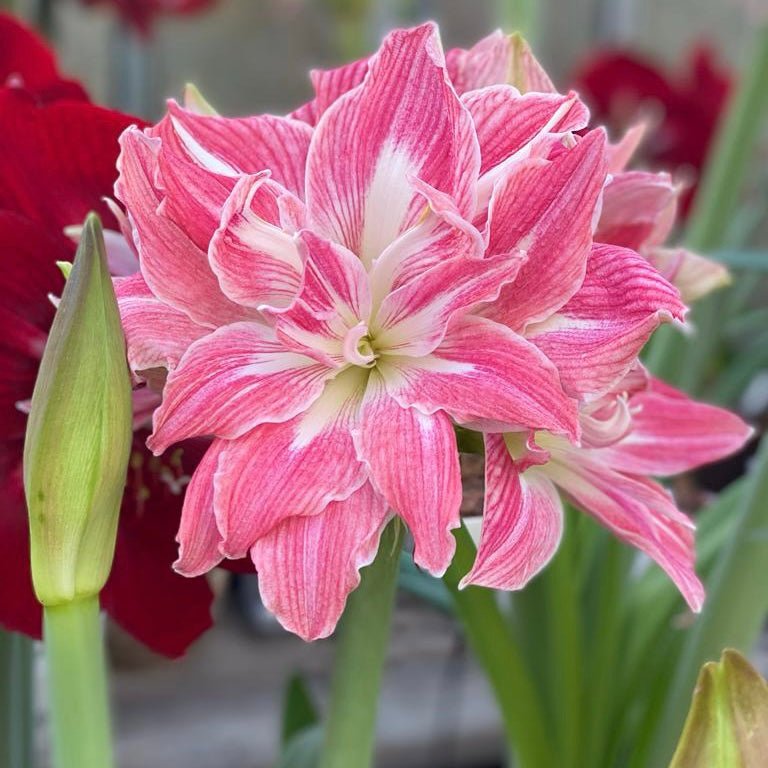 Amaryllis Pretty Nymph - roze amaryllis - Fluwel