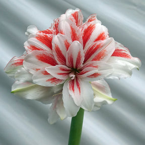 Amaryllis Princess Madeleine - Amaryllis - Fluwel