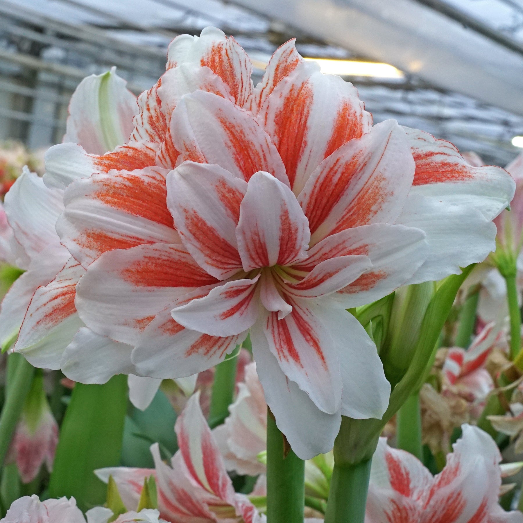 Amaryllis Princess Madeleine - Amaryllis - Fluwel