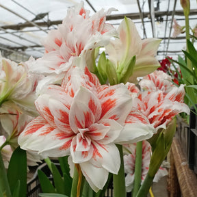 Amaryllis Princess Madeleine - Amaryllis - Fluwel