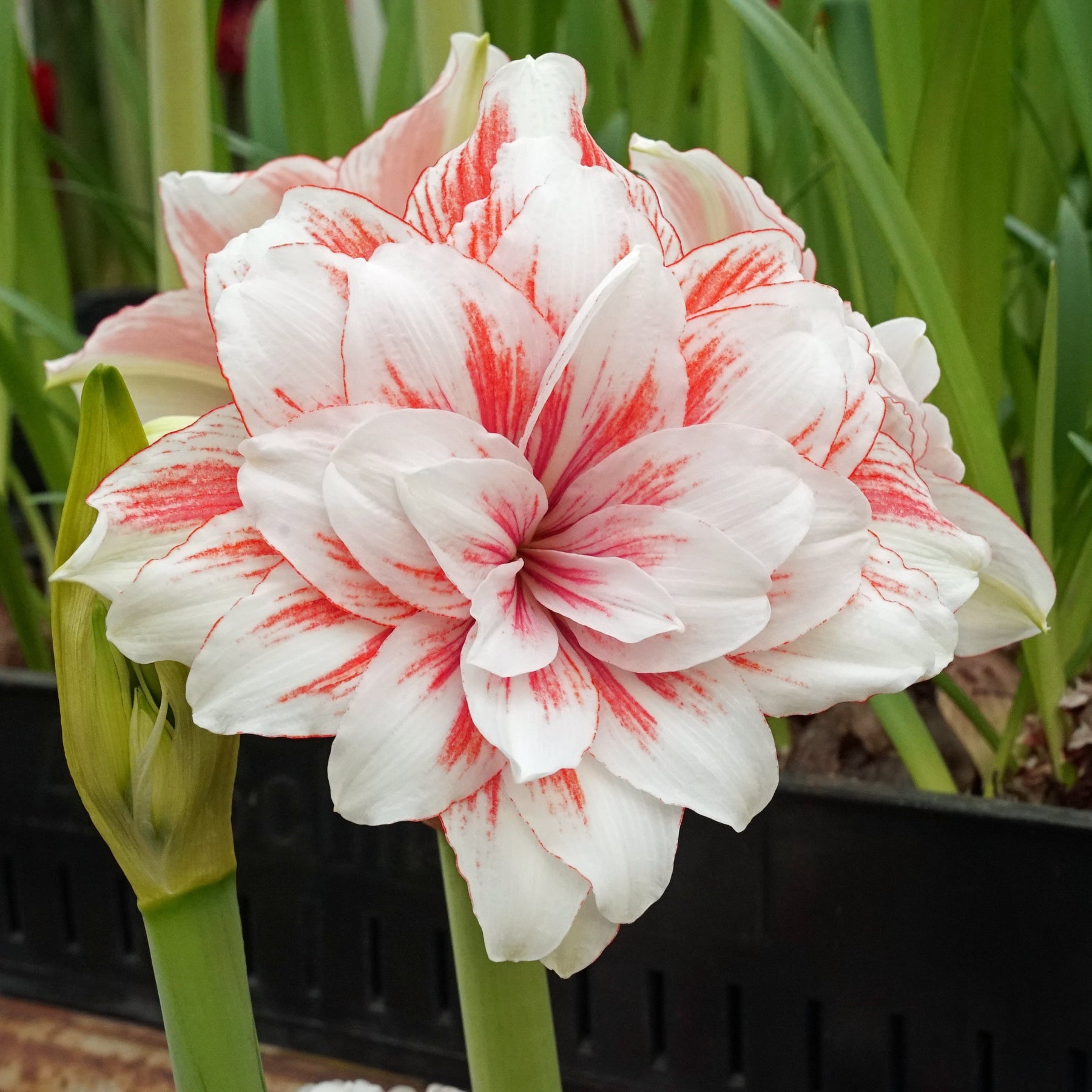 Amaryllis Princess Madeleine - Amaryllis - Fluwel