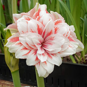 Amaryllis Princess Madeleine - Amaryllis - Fluwel