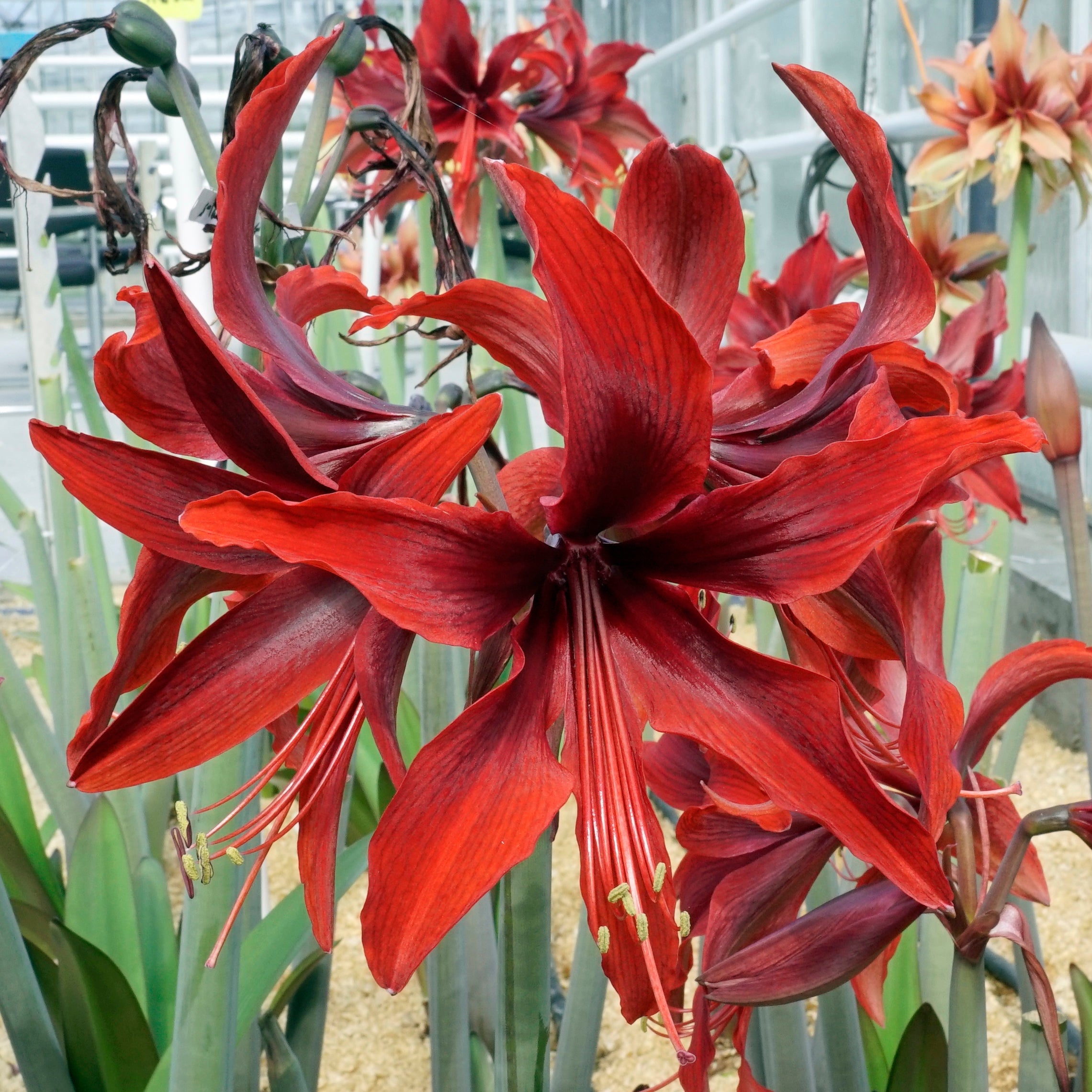 Amaryllis Red Amazone - rode amaryllis - Fluwel