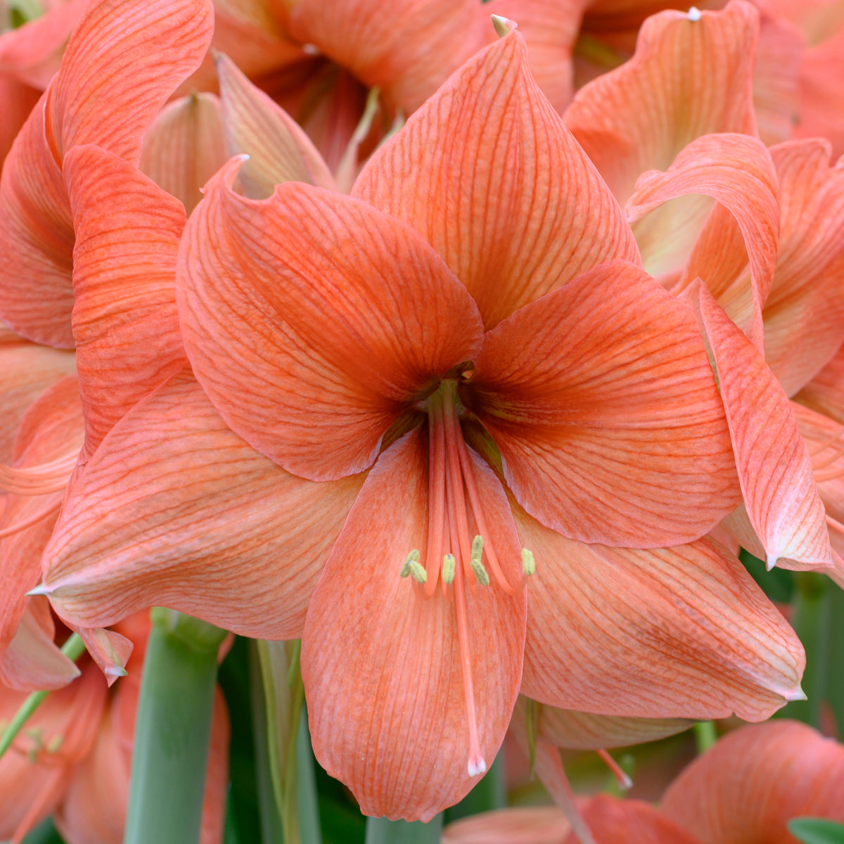 Amaryllis Rilona - oranje amaryllis - Fluwel