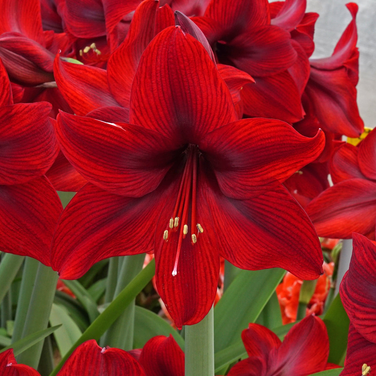 Amaryllis Supreme Romance - Amaryllis - Fluwel