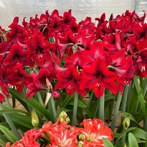 Amaryllis Supreme Romance - Amaryllis - Fluwel