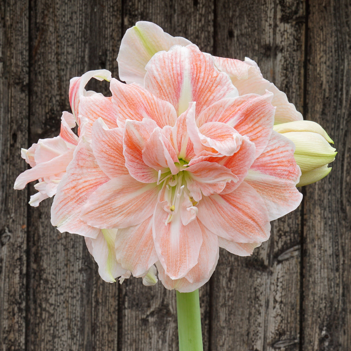 Amaryllis Sweet Amadeus - meerkleurige amaryllis - Fluwel