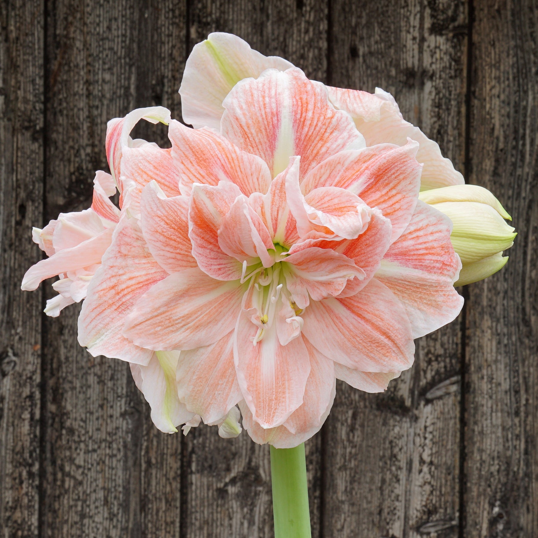 Amaryllis Sweet Amadeus - Amaryllis - Fluwel