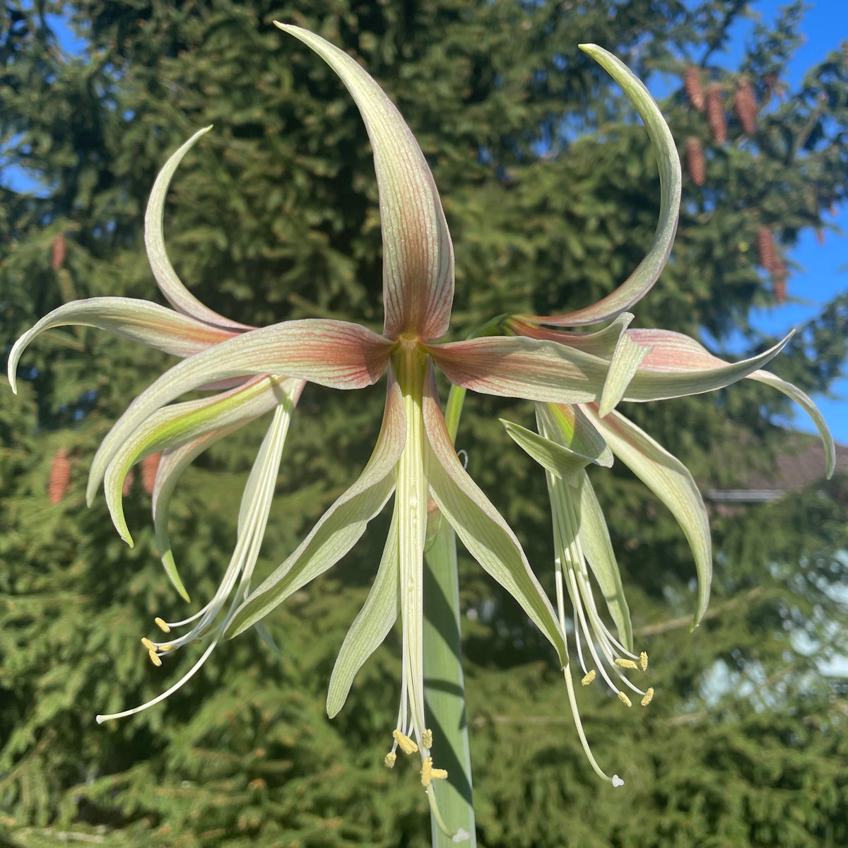 Amaryllis Tarantula - meerkleurige amaryllis - Fluwel