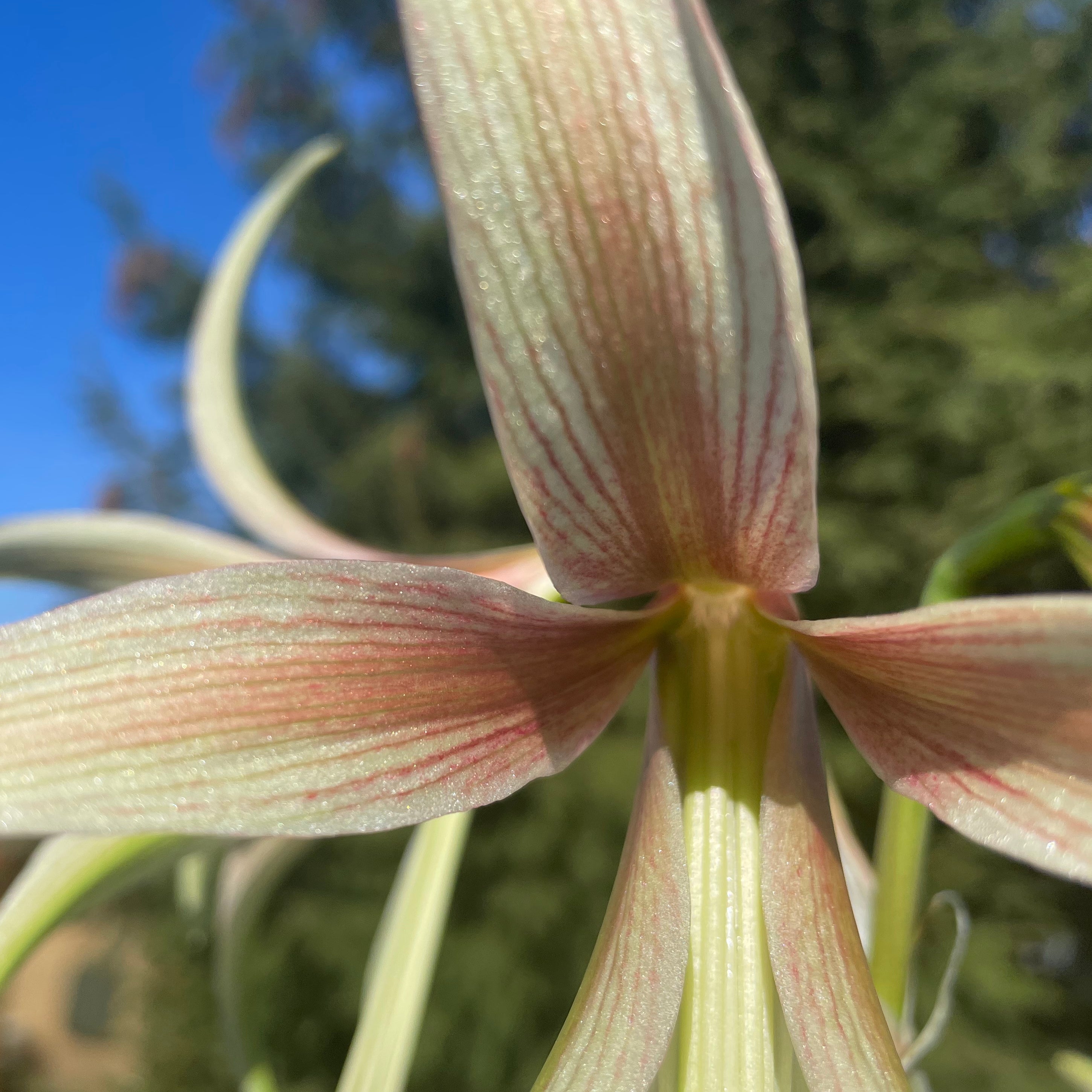 Amaryllis Tarantula - meerkleurige amaryllis - Fluwel