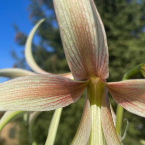 Amaryllis Tarantula - Amaryllis - Fluwel