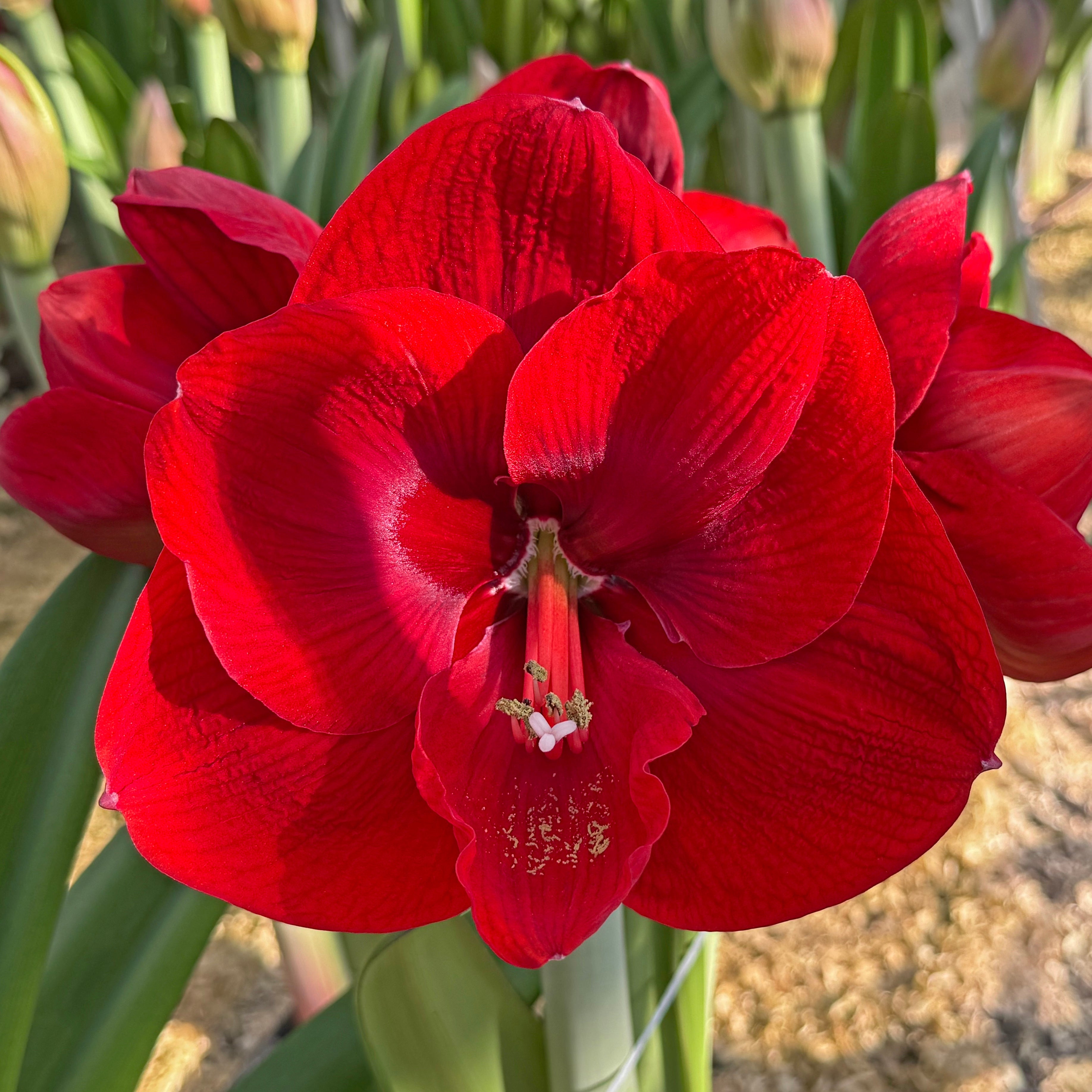 Amaryllis Tempranillo - rode amaryllis - Fluwel