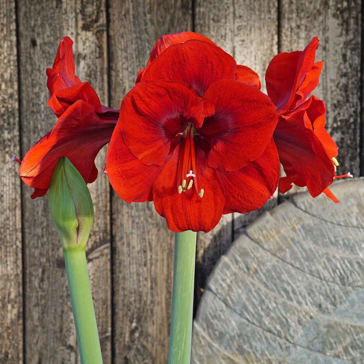 Amaryllis Tenerife - Amaryllis - Fluwel