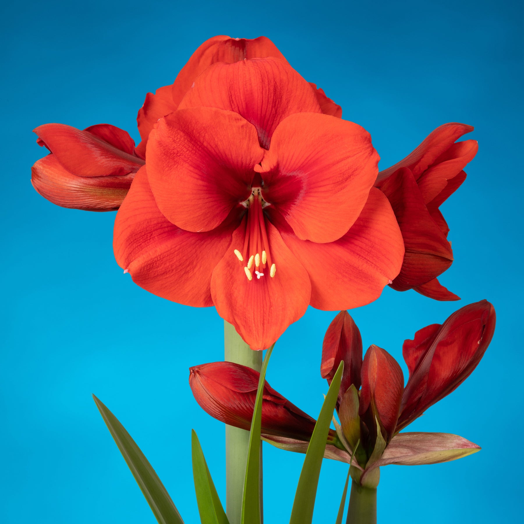 Amaryllis Tenerife - Amaryllis - Fluwel