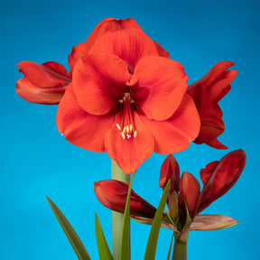 Amaryllis Tenerife - Amaryllis - Fluwel