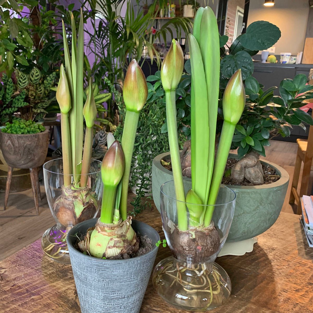 Amaryllis vaas met Amaryllis bol - meerkleurige amaryllis - Fluwel