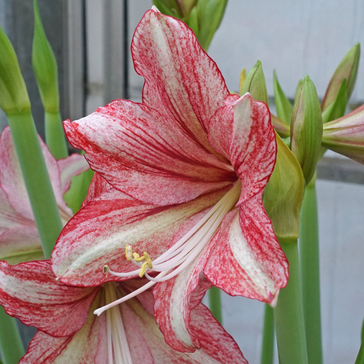 Amaryllis Vincent - meerkleurige amaryllis - Fluwel