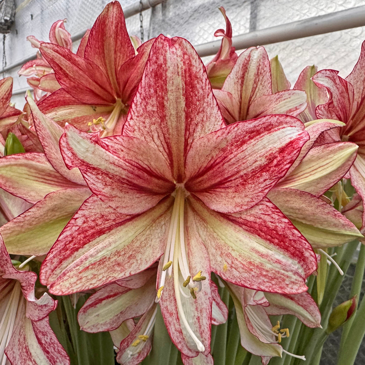 Amaryllis Vincent - meerkleurige amaryllis - Fluwel