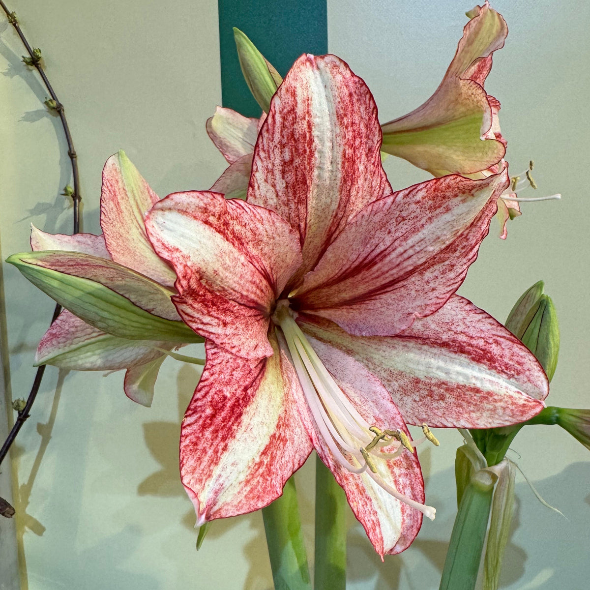 Amaryllis Vincent - meerkleurige amaryllis - Fluwel
