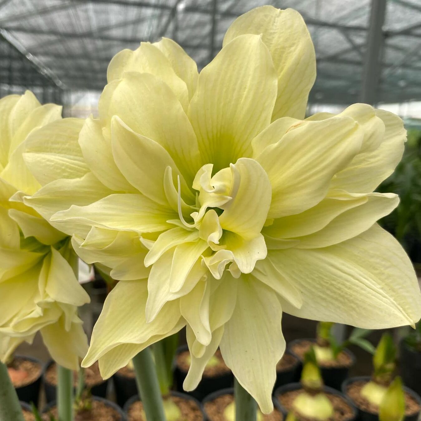 Amaryllis Yellow Crown - gele amaryllis - Fluwel