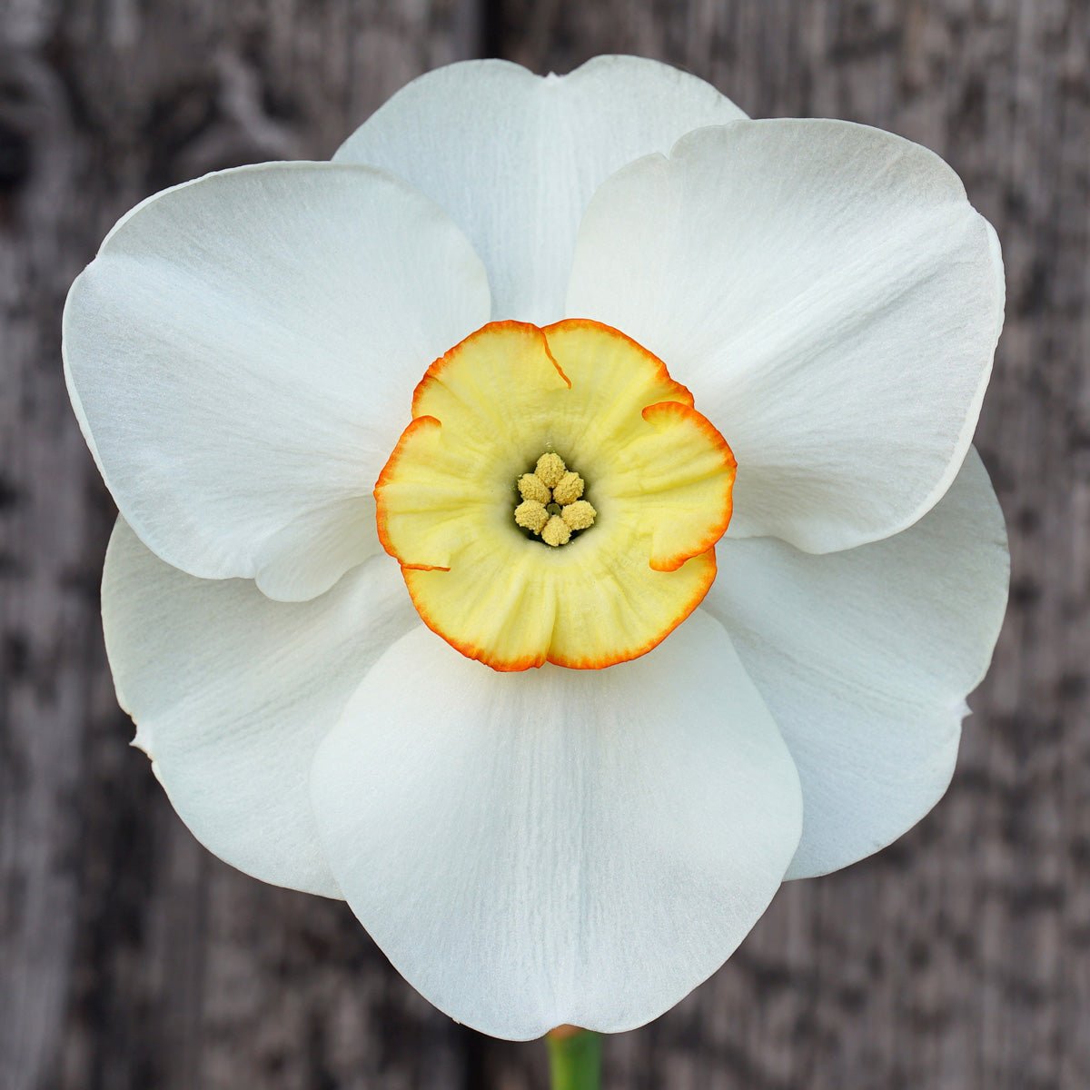 Angel Face - Special Narcissus - Fluwel