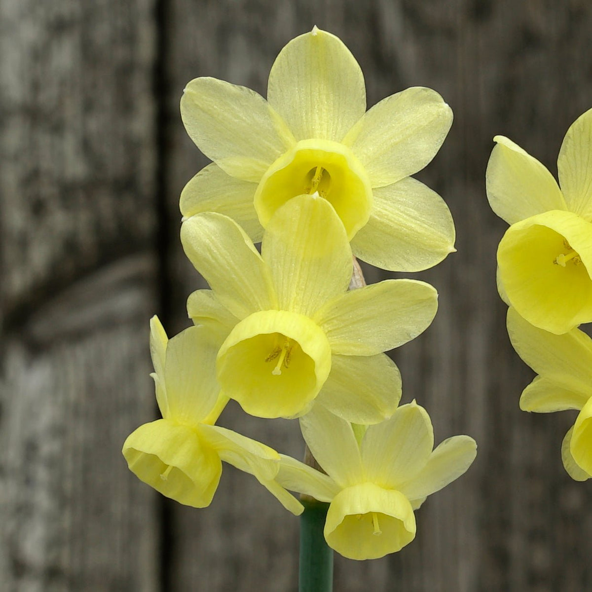 Angel's Whisper - Special Narcissus - Fluwel