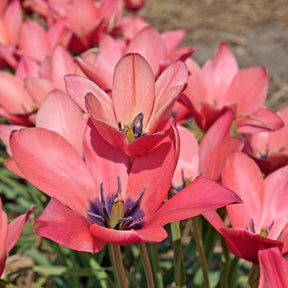 Annika - Tulips - Fluwel