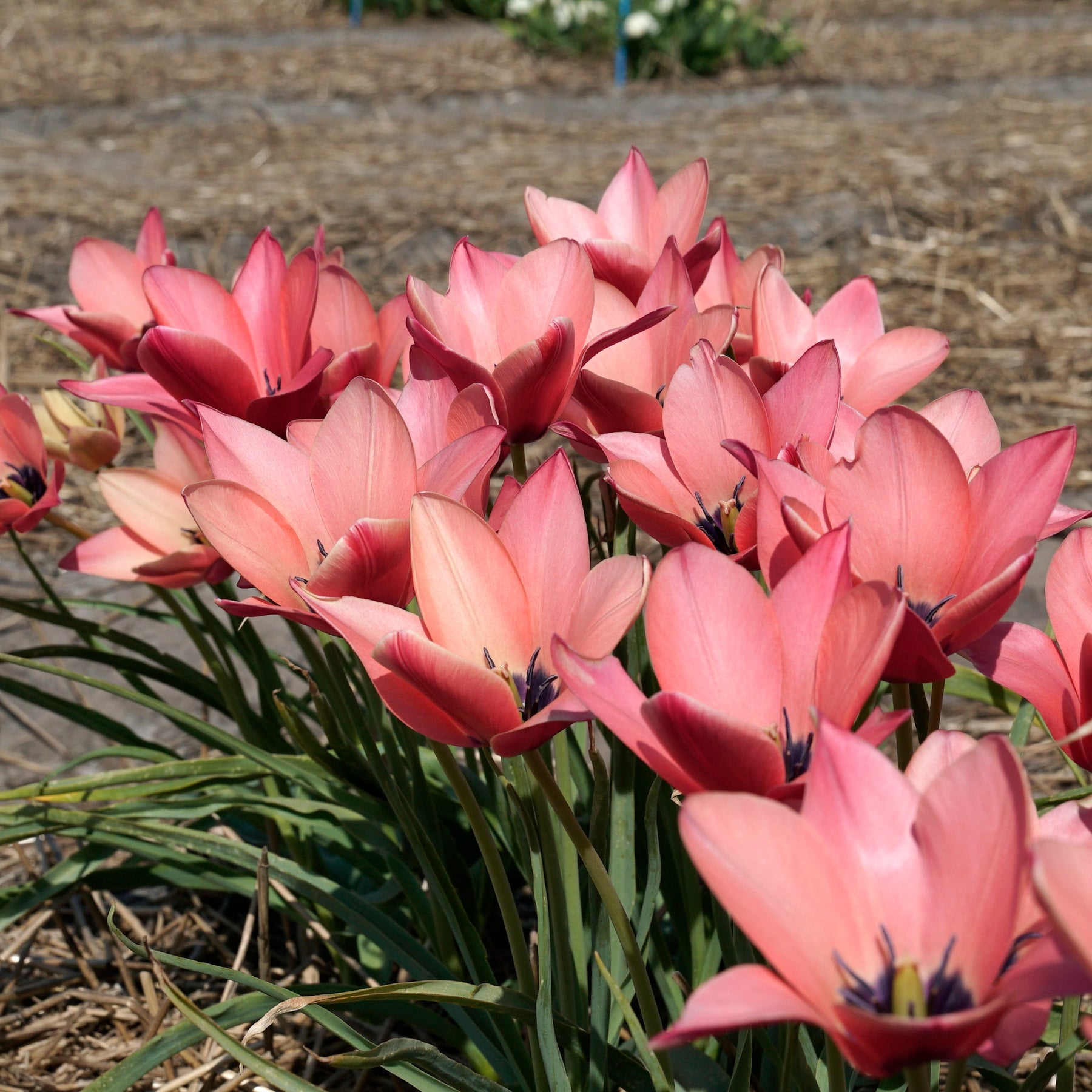 Annika - Tulips - Fluwel