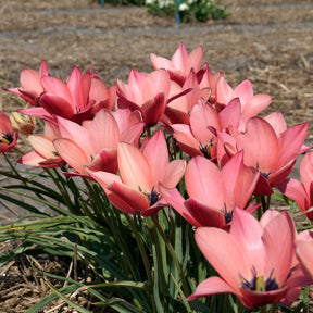 Annika - Tulips - Fluwel
