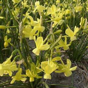 April Tears - Special Narcissus - Fluwel