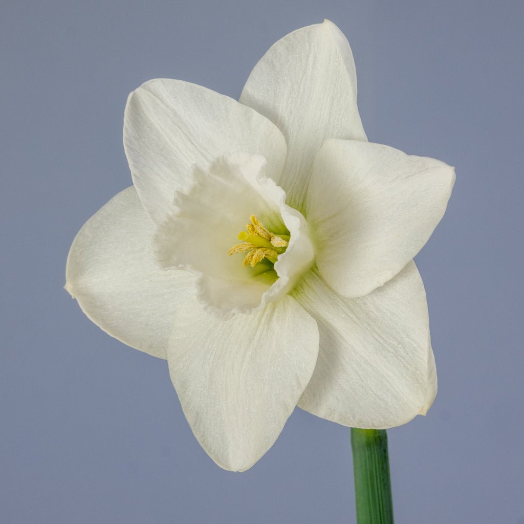 Areley Kings - Special Narcissus - Fluwel