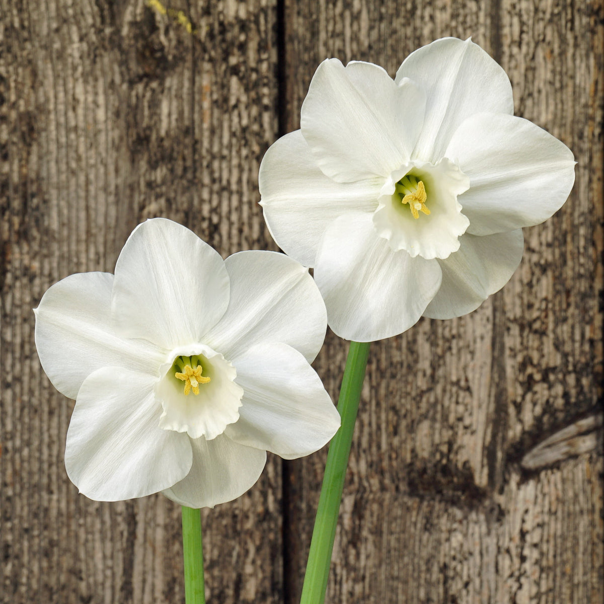 Ashton Wold - Special Narcissus - Fluwel