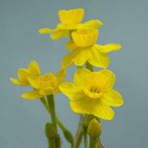 assoanus - Special Narcissus - Fluwel