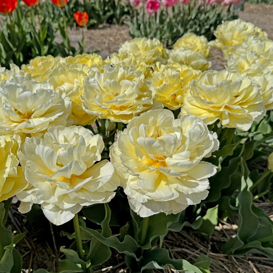 Avant Garde - Tulips - Fluwel