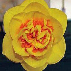 Ballistic - Special Narcissus - Fluwel