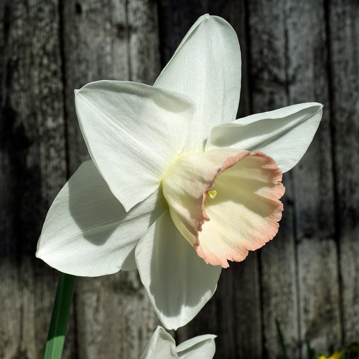 Beau Beaute - Special Narcissus - Fluwel