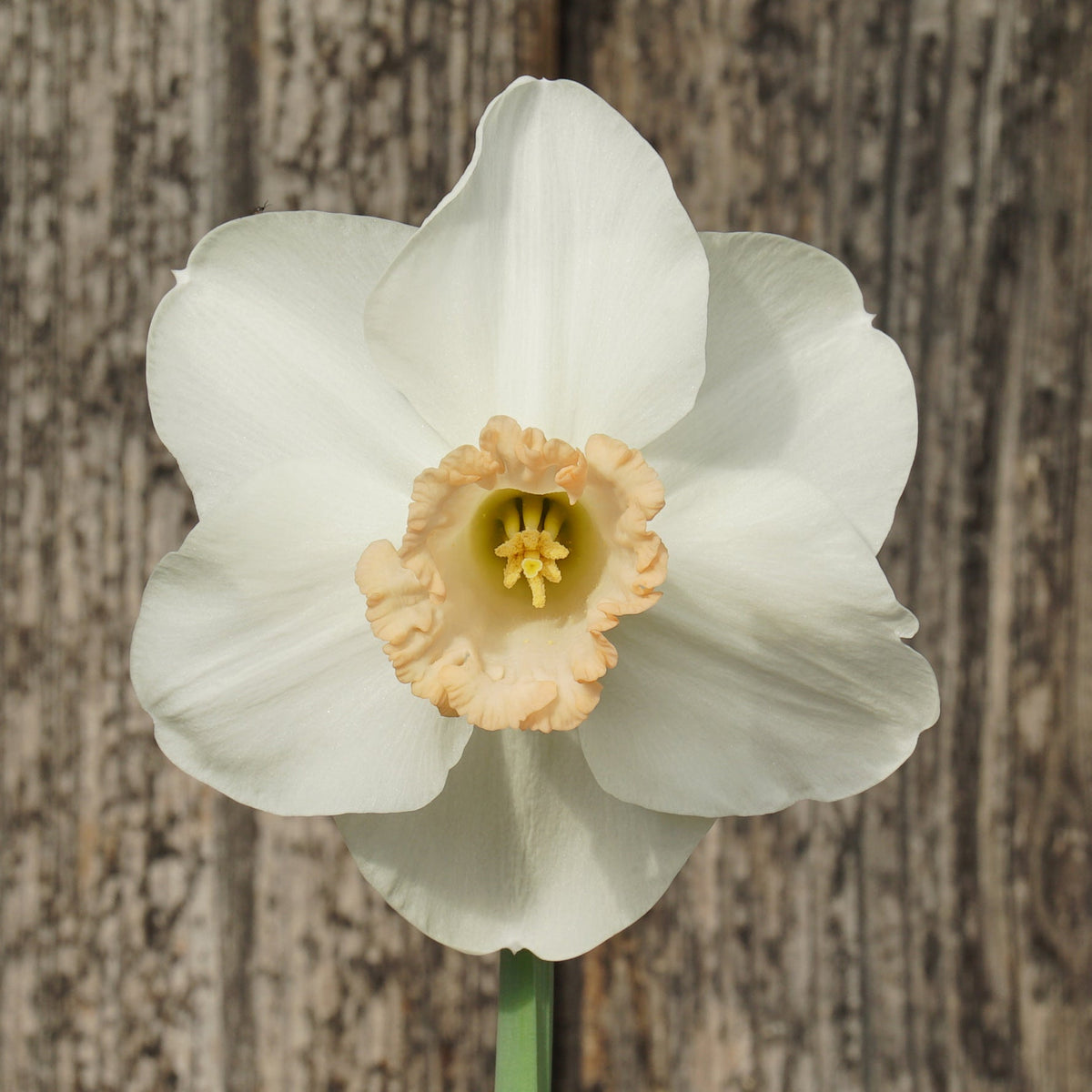 Beautiful Lady - Special Narcissus - Fluwel