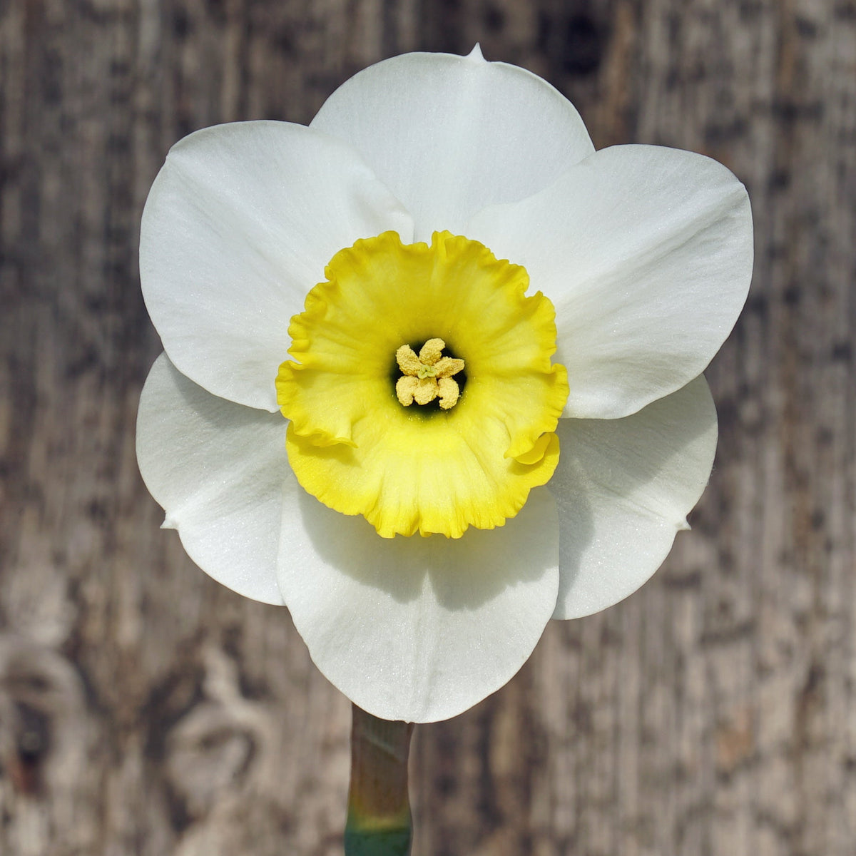 Beauty Call - Special Narcissus - Fluwel