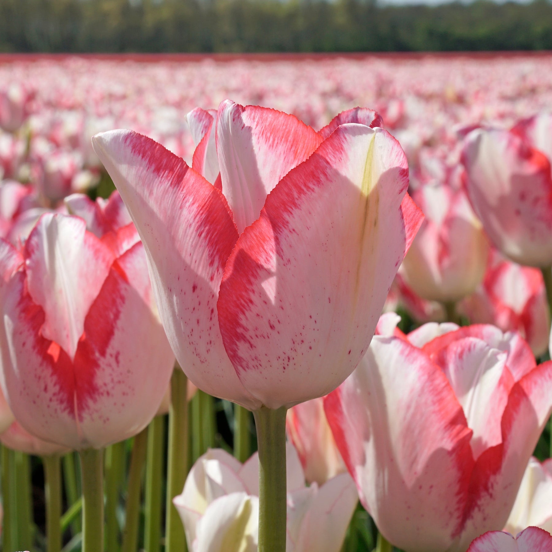 Beauty Trend - Tulips - Fluwel