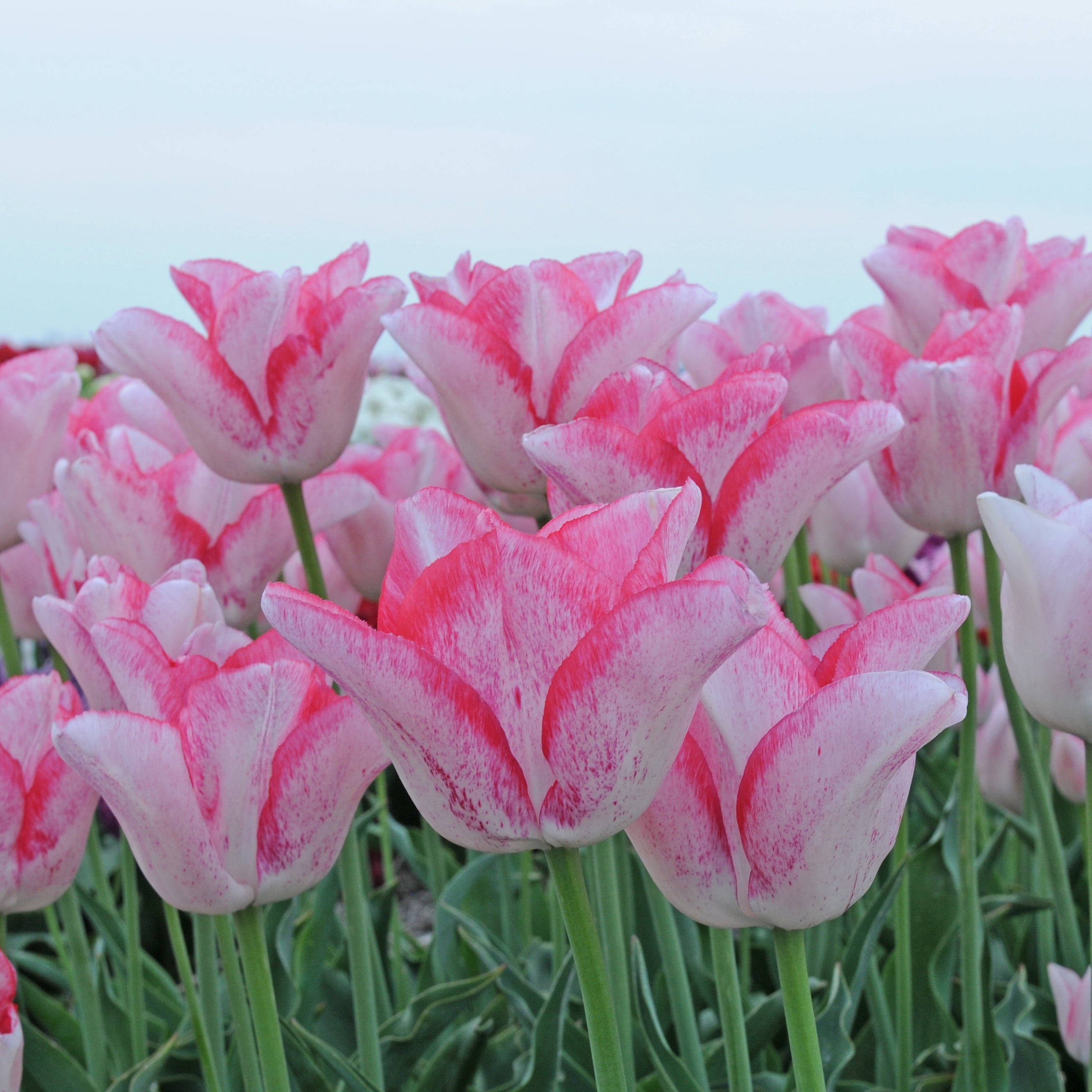 Beauty Trend - Tulips - Fluwel