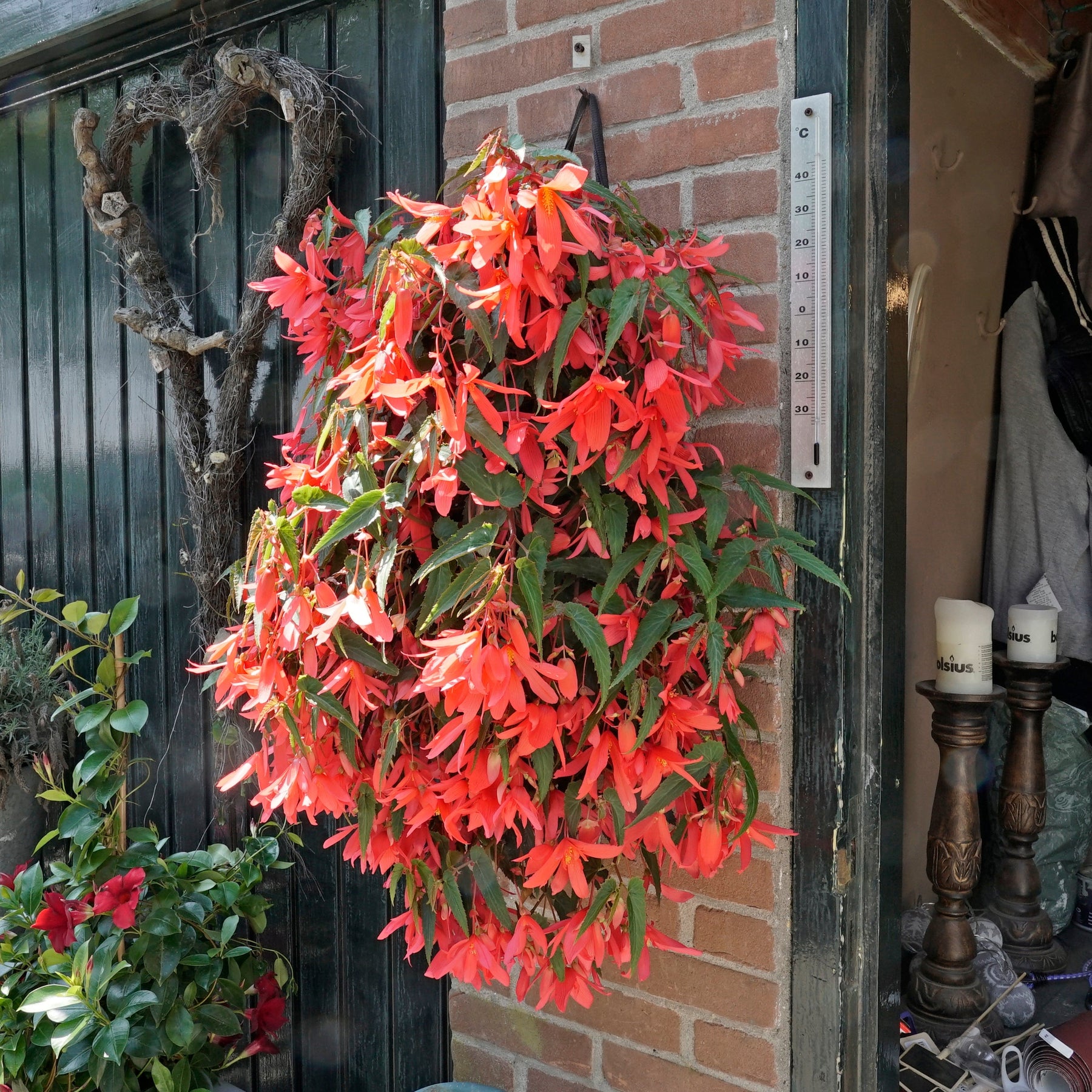Begonia bertinii - Begonias - Fluwel