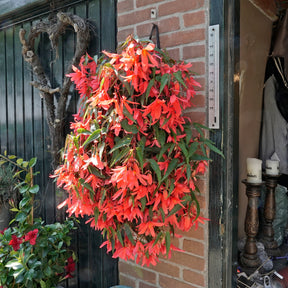 Begonia bertinii - Begonias - Fluwel