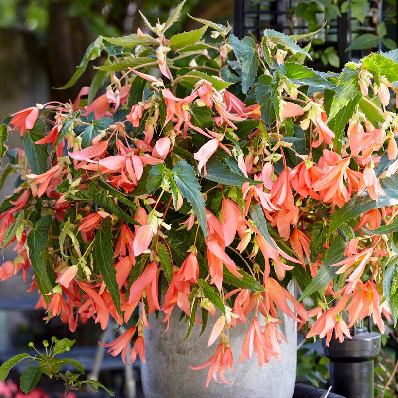 Begonia boliviensis San Francisco - Begonias - Fluwel