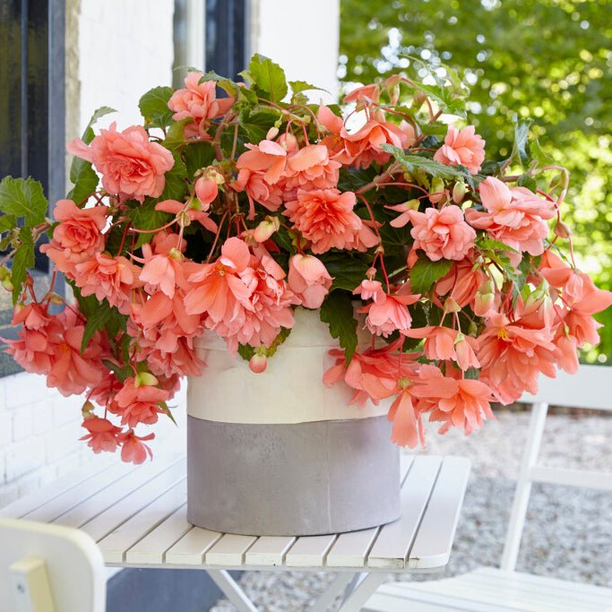 Begonia Illumination Salmon Pink - Begonias - Fluwel
