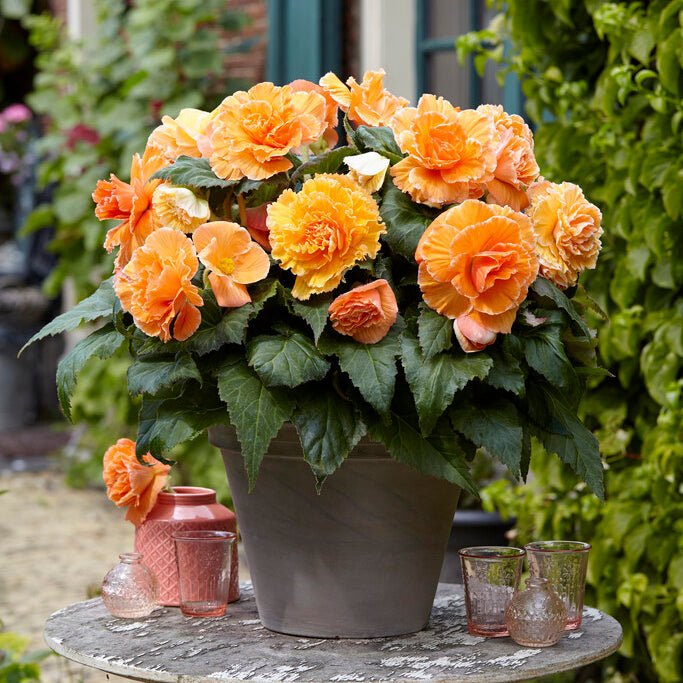 Begonia Lace Picotee Apricot - Begonias - Fluwel
